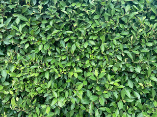 Green leaves pattern background. nature abstract background,