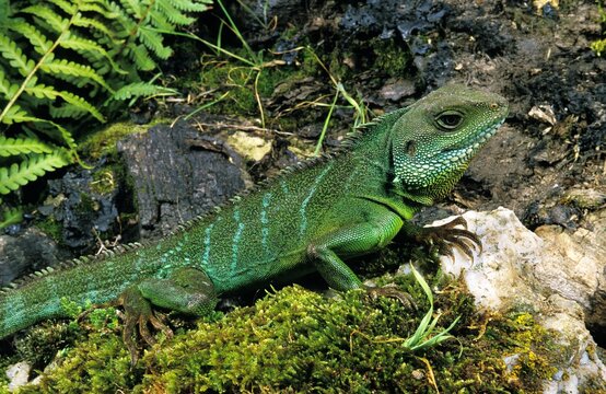 Chinese Water Dragon, physignathus cocincinus, Adult standing on Rock