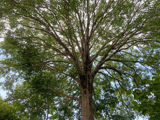 Bottom view to the tree background