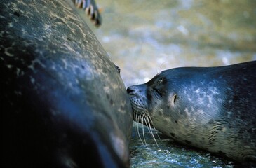 Harbour Seal, phoca vitulina, Female with Pup suckling © slowmotiongli