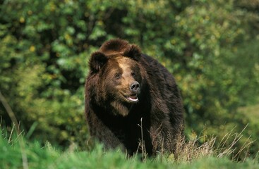Fototapeta premium Brown Bear, ursus arctos, Adult standing on Grass