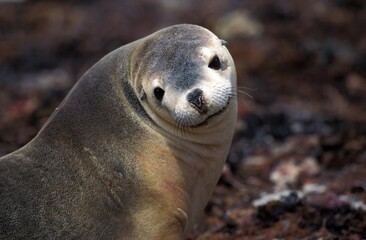 Naklejka premium Australian Sea Lion, neophoca cinerea, Portrait of Adult, Australia