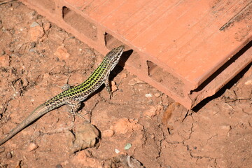 Lagartija de Ibiza
