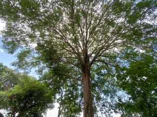 Bottom view to the tree background