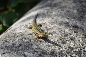 Lagartija de Ibiza