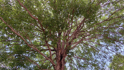 Bottom view to the tree background