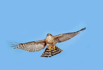 European Sparrowhawk, accipiter nisus, Adult in Flight against Blue Sky