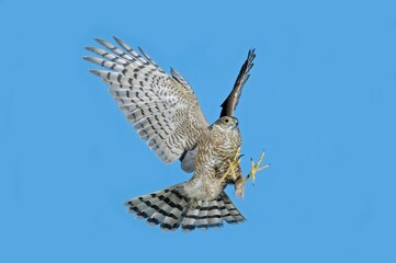 European Sparrowhawk, accipiter nisus, Adult in Flight against Blue Sky