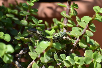 Lagartija de Ibiza