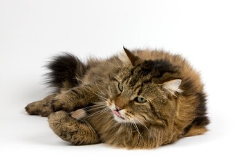 Angora Domestic Cat, Male against White Background