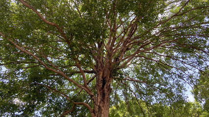 Bottom view to the tree background