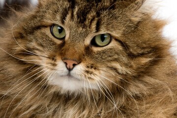 Angora Domestic Cat, Portrait of Male
