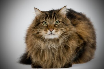 Obraz premium Angora Domestic Cat, Male against Grey Background