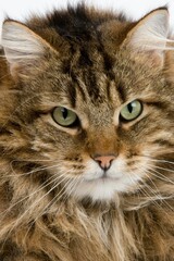 Naklejka na ściany i meble Angora Domestic Cat, Portrait of Male