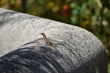 Lagartija de Ibiza