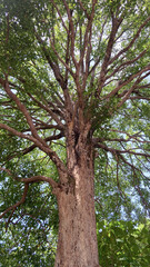 Bottom view to the tree background