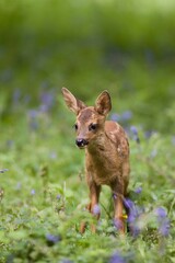 Roe Deer, capreolus capreolus, Fawn with Flowers, Normandy