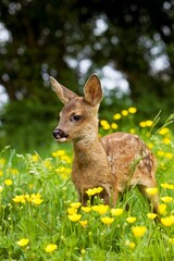 Roe Deer, capreolus capreolus, Fawn with Flowers, Normandy