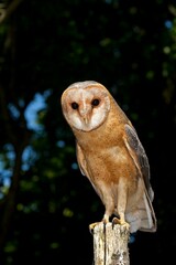 Barn Owl, tyto alba, Adult standing on Post, Vendee in the West of France