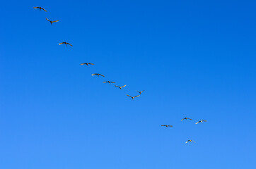 A flock of swans in the morning blue sky.