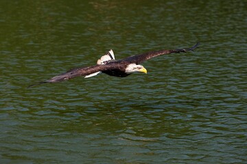 Bald Eagle, haliaeetus leucocephalus, Juvenile in Flight above Water