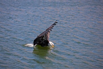 Bald Eagle, haliaeetus leucocephalus, Juvenile in Flight above Water, Fishing