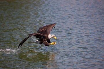 Bald Eagle, haliaeetus leucocephalus, Juvenile in Flight above Water, Fishing