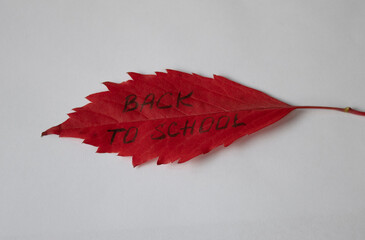 Autumn red leaf with the inscription back to school, isolated on a white background
