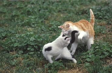 Obraz premium Domestic Cat, Adults fighting