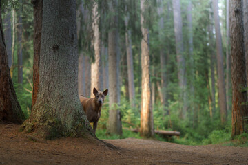 dog in the forest. Red-haired Thai Ridgeback in nature.