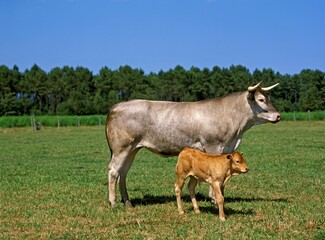 Bazadais Cattle, a French Breed, Cow with Calf