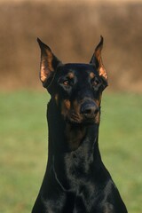 Dobermann Dog or Dobermann Pinscher (Old Standard Breed with Cut Ears), Portrait of Adult