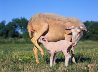 Obraz premium Domestic Sheep, Ewe with Lamb suckling, standing in Meadow