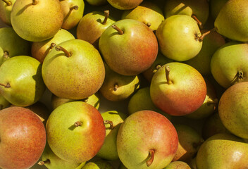 Lots of ripe pears in warm sunlight. View from above. Background, texture