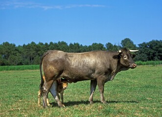 Naklejka na ściany i meble Bazadais Cattle, a French Breed, Cow with Calf