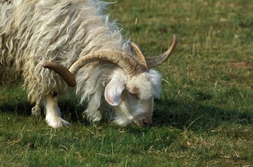 Angora Goat, Breed Producing Mohair Wool, Billy Goat