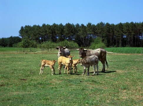 Bazadais Cattle, a French Breed, Cows with Calf