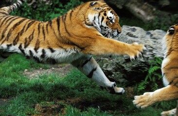Siberian Tiger, panthera tigris altaica, Male and Female