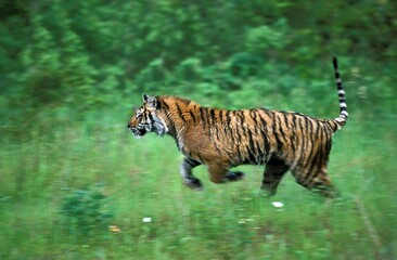 Fototapeta na wymiar Siberian Tiger, panthera tigris altaica, Adult running