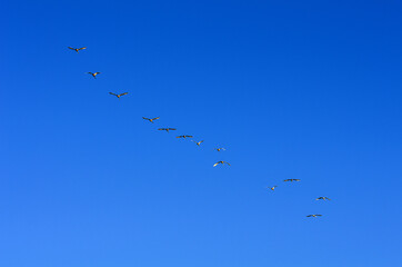 A flock of swans in the morning blue sky.