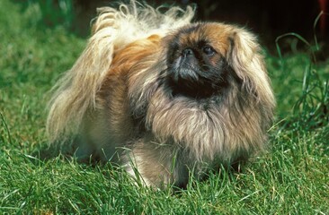 Pekinese Dog, Adult standing on Grass