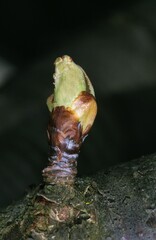 Cherry Tree with Bud, prunus cerasus
