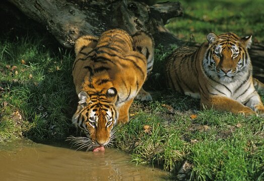 Siberian Tiger, panthera tigris altaica, Adult drinking Water