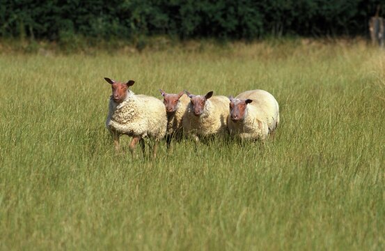 Rouge de l'Ouest Sheep, a French Breed, Herd standing in Meadow