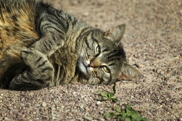 Brown Tabby Domestic Cat, Adult rolling
