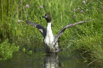 Northern Pintail, anas acuta, Adult in Water, Taking off, Normandy