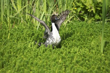 Northern Pintail, anas acuta, Adult standing in Pond, Taking off, Normandy