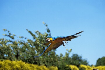 Blue and Yellow Macaw, ara ararauna, Adult in Flight © slowmotiongli