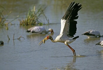 Yellow Billed Stork, mycteria ibis, Adult in Flight, Taking off with Fish in Beak, Kenya