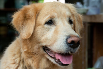 Closeup portrait of Golden retriever dog